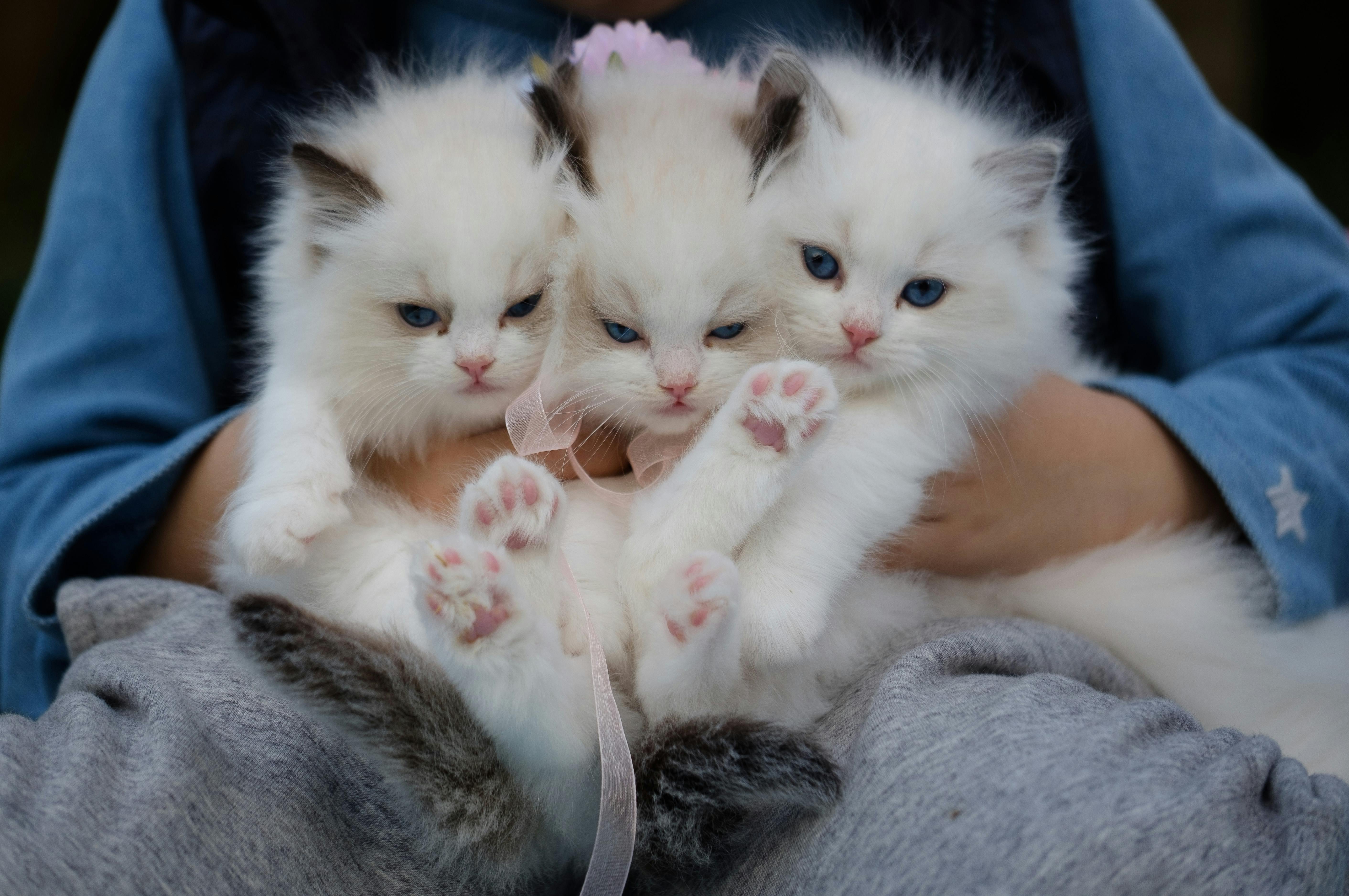 Close Up Photo Of A Hand Holding Three White Kittens Free Stock Photo