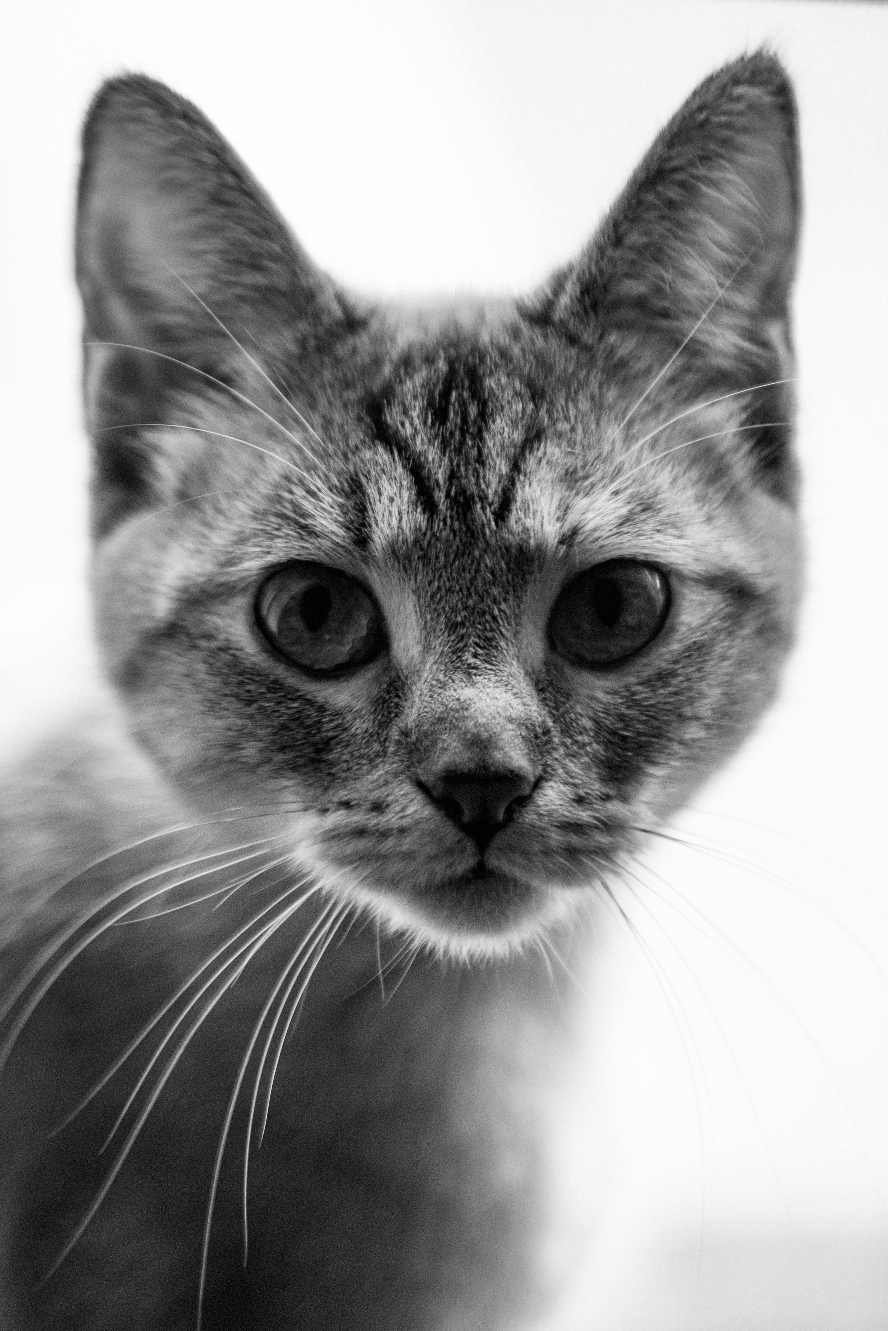 cat head in black and white