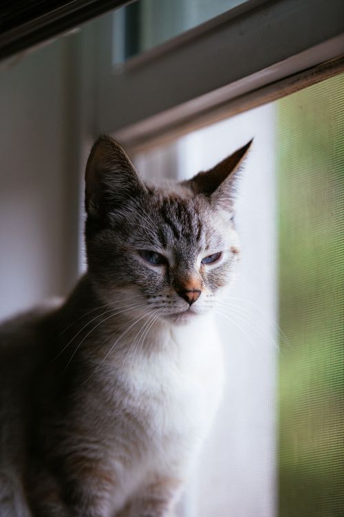Free Tranquil portrait of a tabby cat sitting by a window, captured in Atlanta, GA. Stock Photo