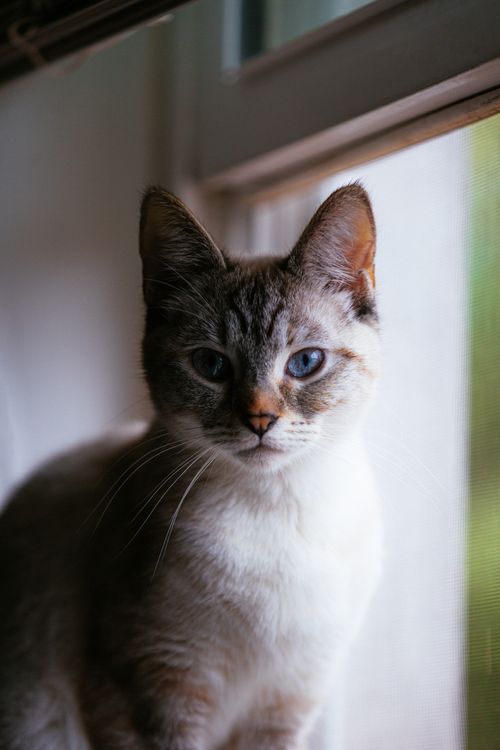 Free A close-up of a Siamese cat with striking blue eyes gazing out of a window, capturing a moment of curiosity. Stock Photo