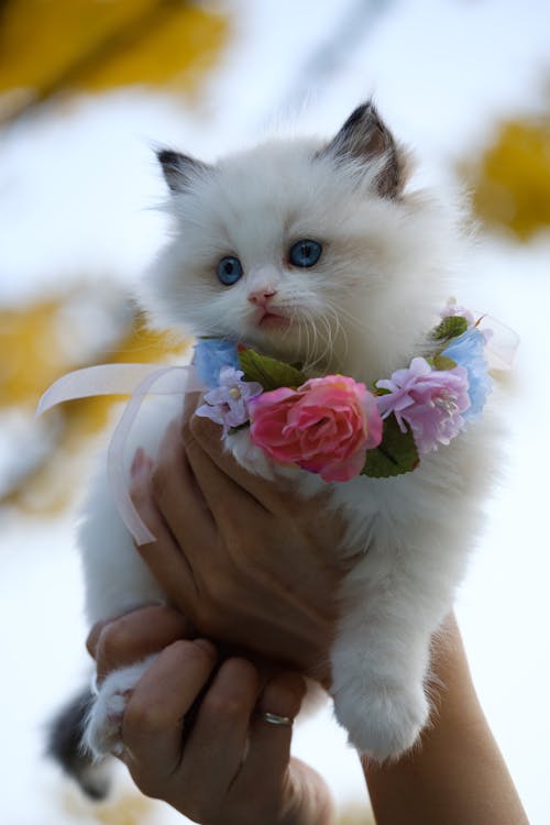 花のネックレスと白い子猫を持っている人