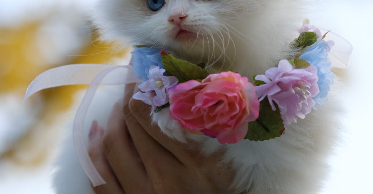 Is a Flame Point Siamese cat rare?