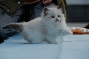 Veterinary Care Image