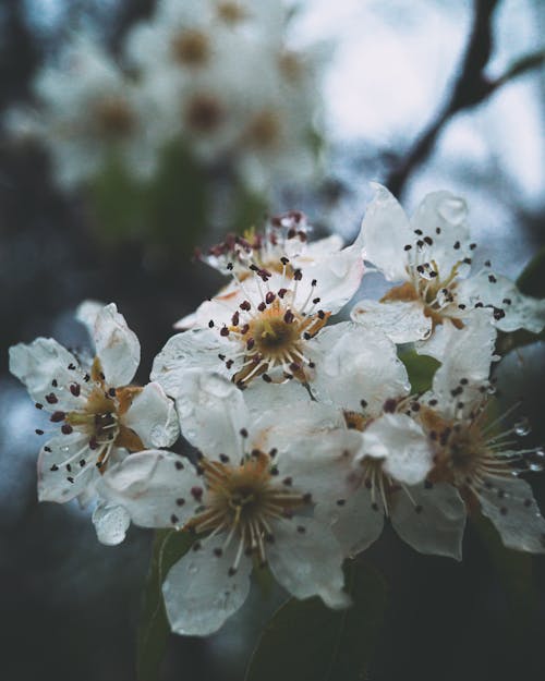 Kostnadsfri bild av blommor, färsk, fjäder