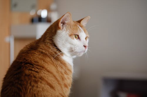 Foto Der Kurzhaarigen Orange Weißen Katze