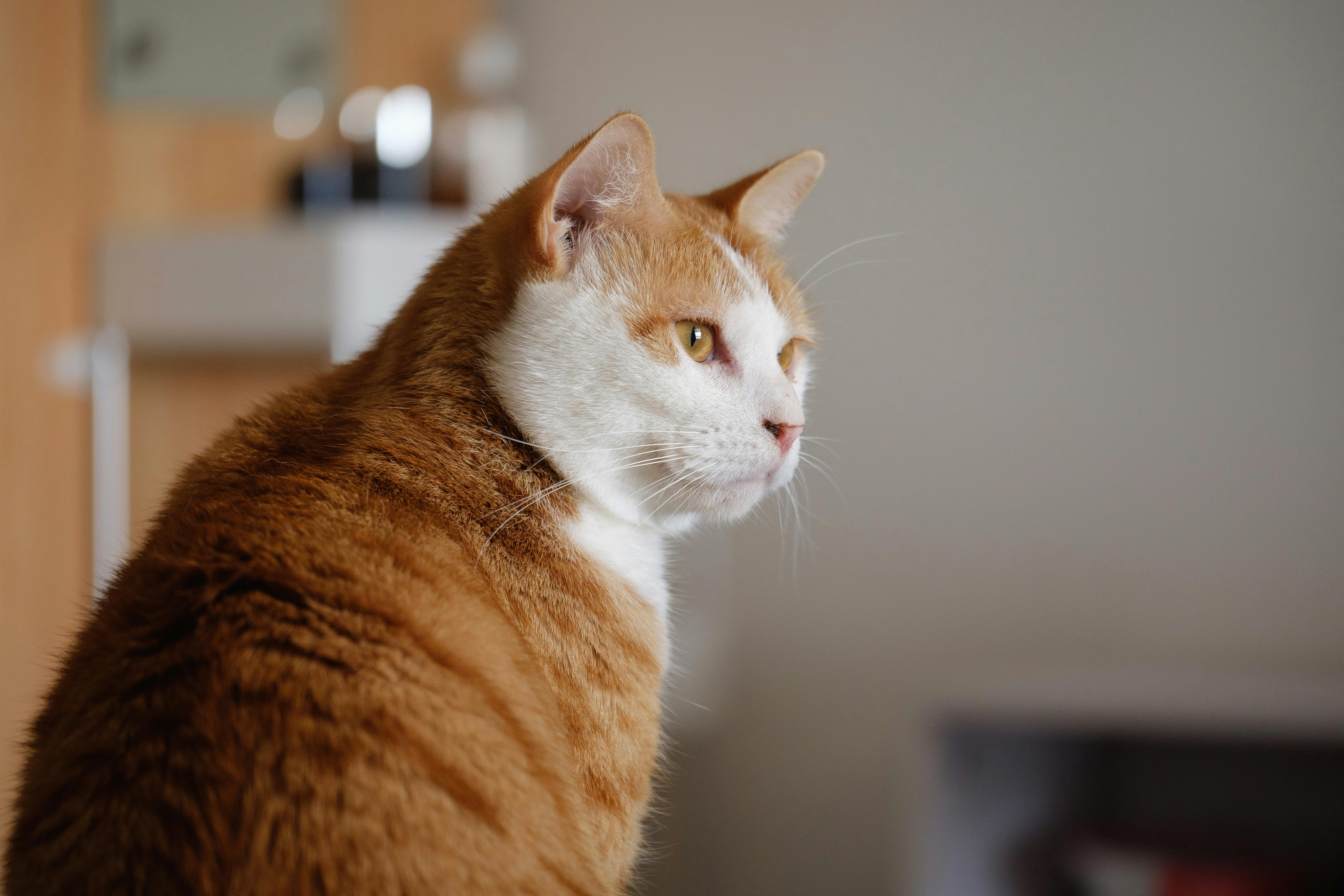 Photo Of Short Haired Orange And White Cat Free Stock Photo