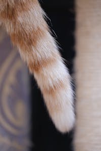 Veterinary Care Image