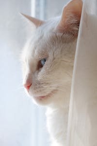 Veterinary Care Image