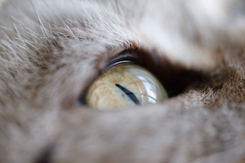 gratis Close Upfotografie Van Een Kattenoog Stockfoto