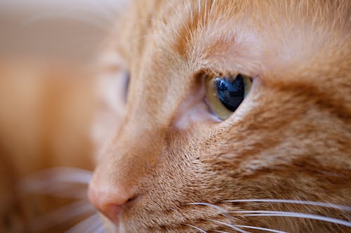 Close-Up Photo of Cat