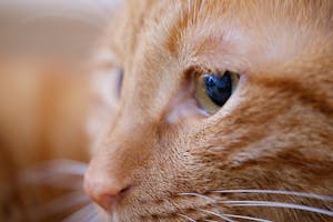 Veterinary Care Image