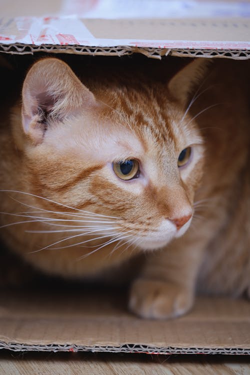 段ボール箱の中のオレンジ色のぶち猫