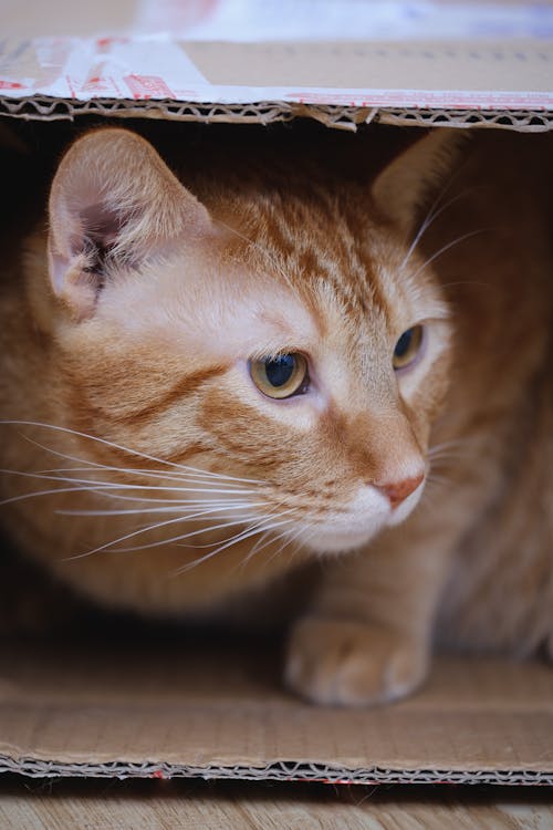 Boîte En Carton à L'intérieur De Chat Tigré Orange