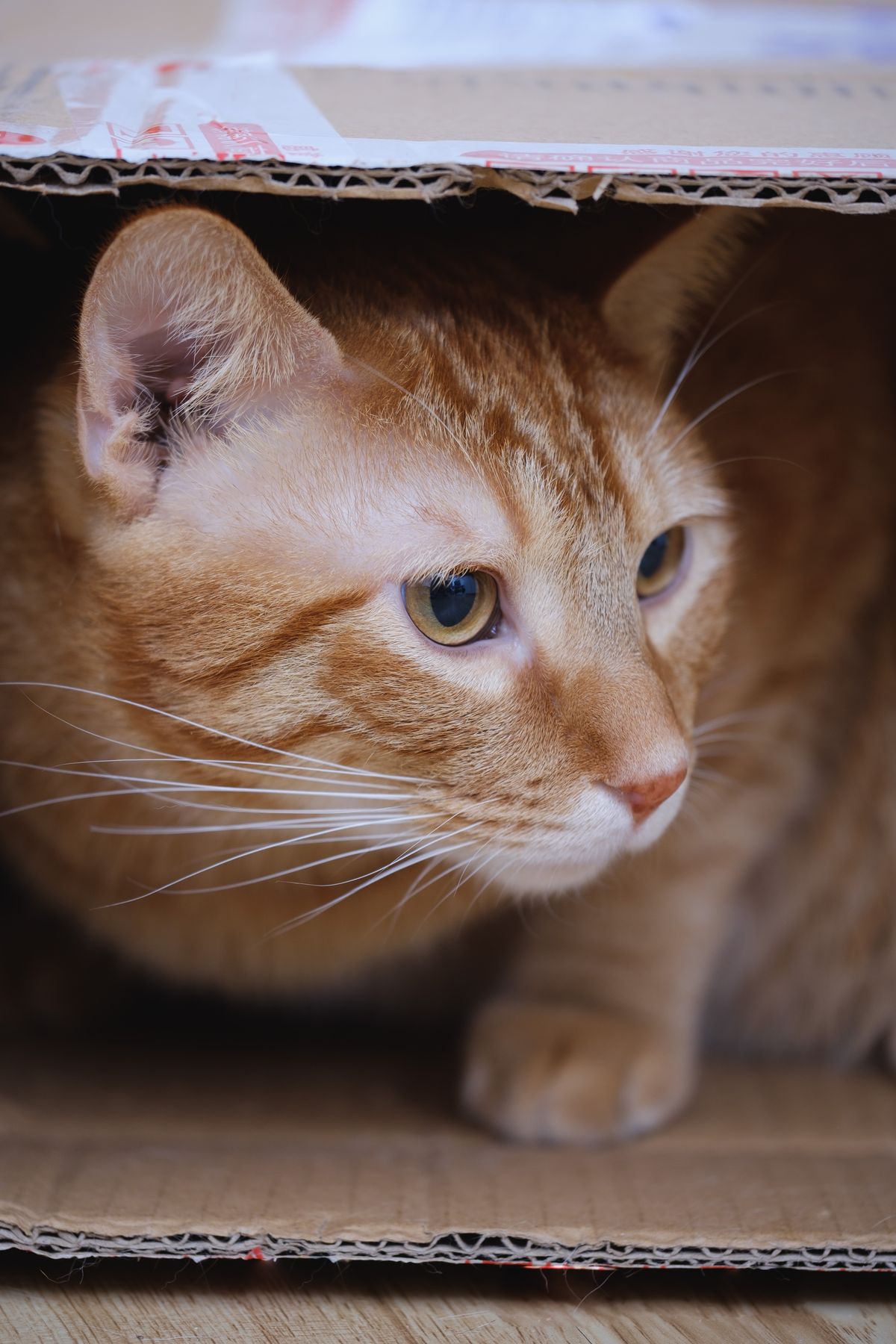 段ボール箱の中に入って外をのぞく猫