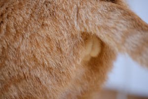 Veterinary Care Image