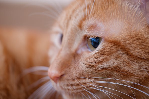 Happy puppy after successful potty training session