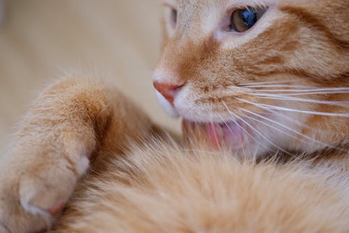 Orange Tabby Cat Licking Fur
