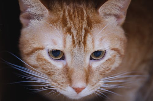 Orange Tabby Cat