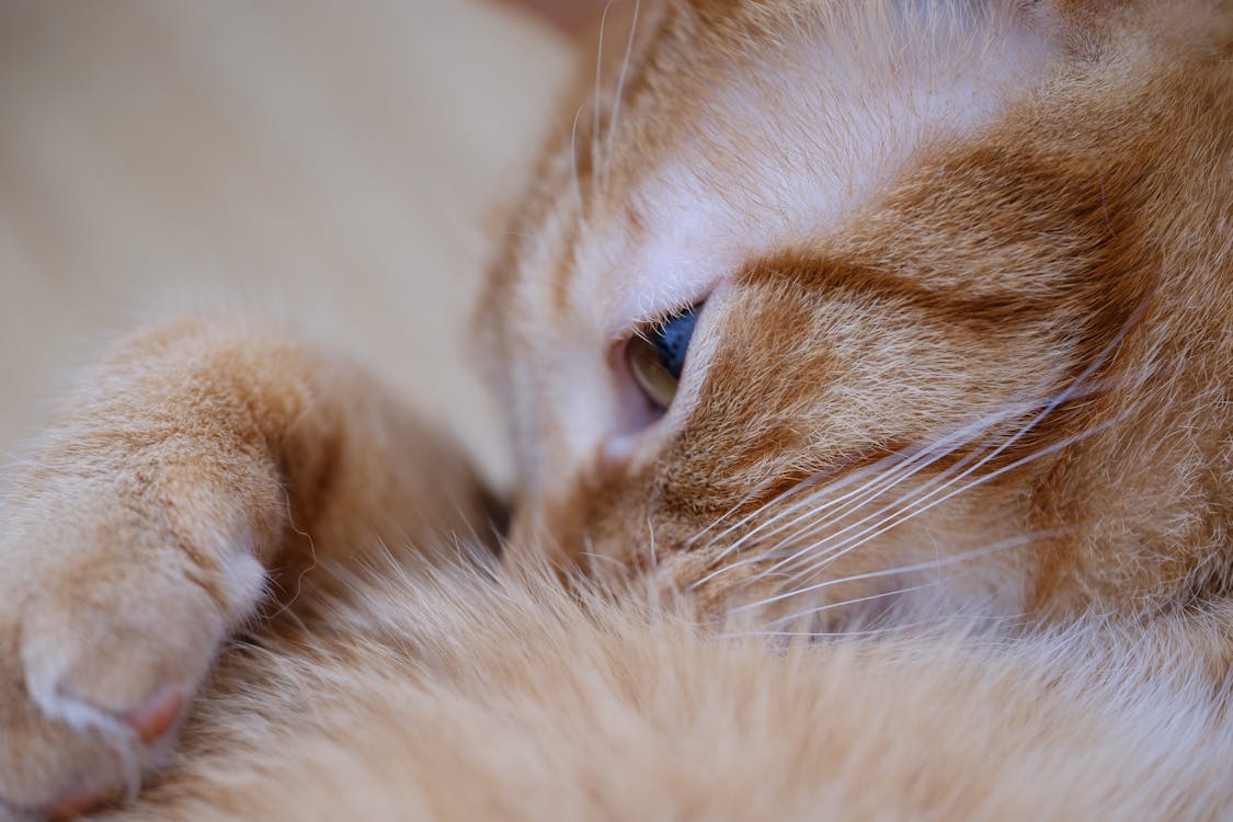 Free Adorable ginger cat resting comfortably in a cozy setting. Perfect image for pet lovers. Stock Photo