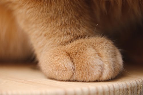 Free Cat Paw Stock Photo