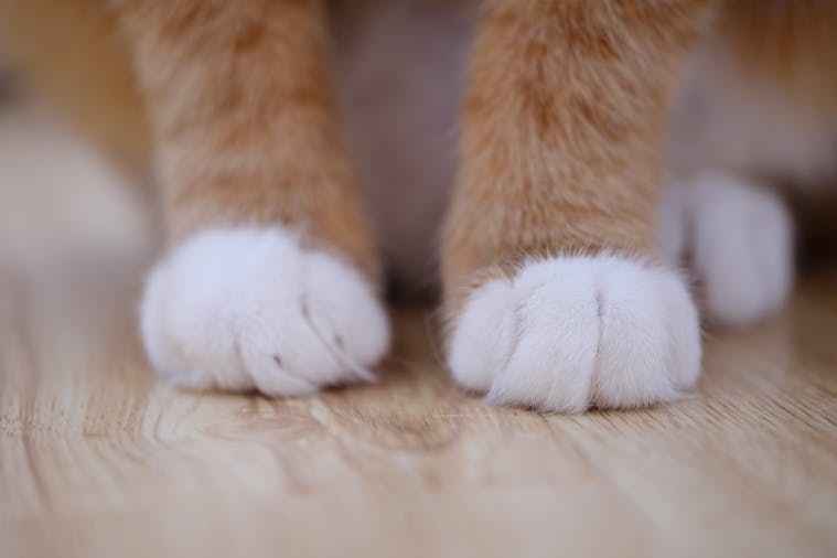 Close-up of a cat's fluffy white paws resting on a wooden floor indoors.