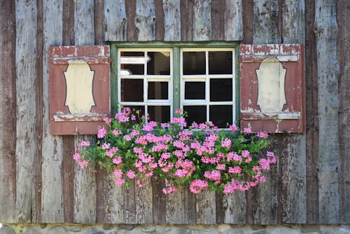 Kostnadsfri bild av blommor, flora, fönster