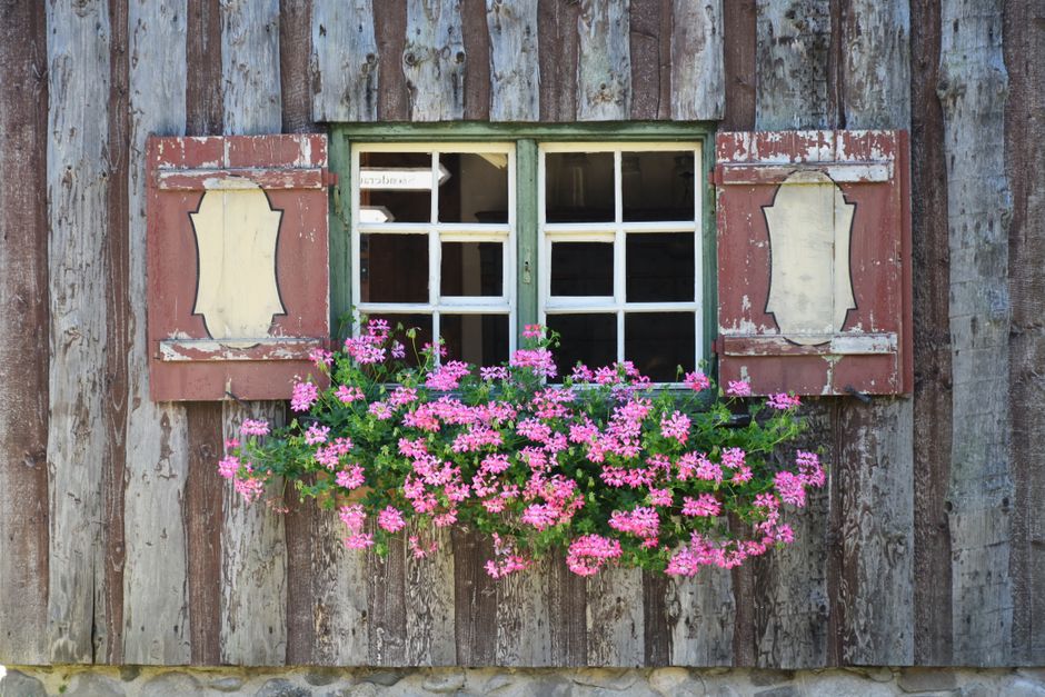 Charming rustic wooden window adorned with bright pink flowers in a timeless floral display.