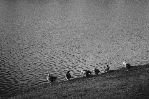 Ducks on Lakeshore in Black and White