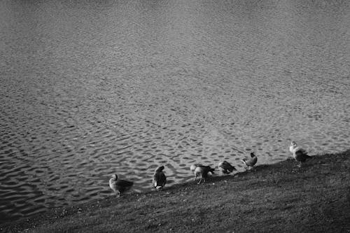 Foto d'estoc gratuïta de ànecs, blanc i negre, fotografia d'animals