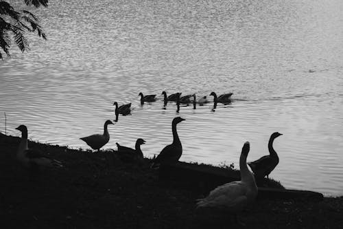 Ducks and Geese on Lakeshore in Black and White