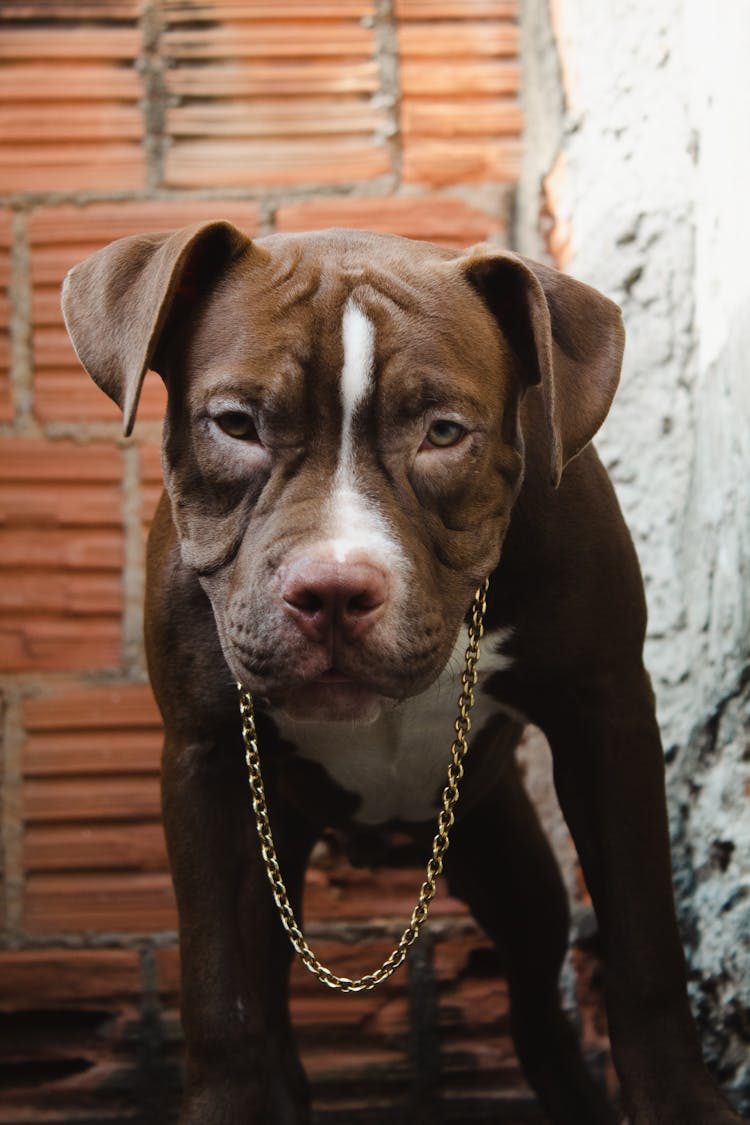 Pitbull In Necklace