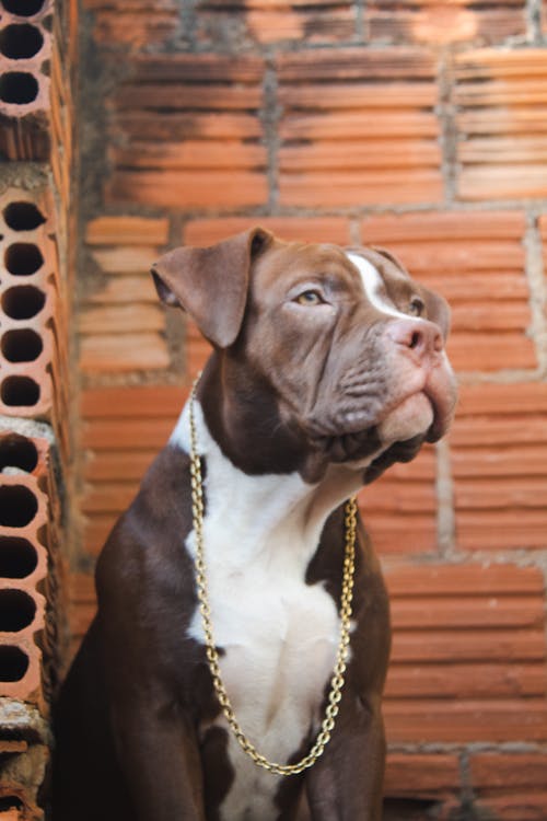 Fotos de stock gratuitas de amante de los perros, cadena de oro, elegante