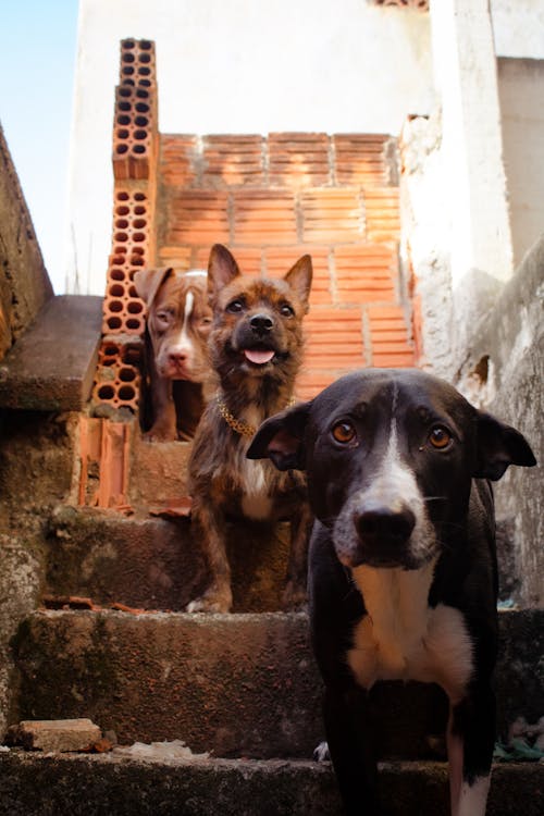 Dogs on Stairs