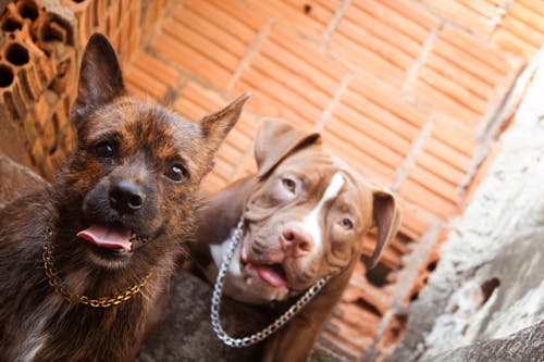Fotos de stock gratuitas de amante de los perros, animales monos, cachorro