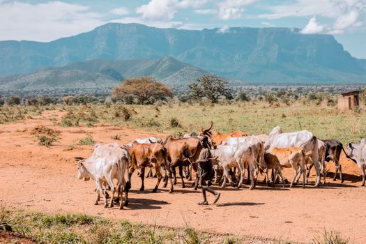 Free stock photo of agriculture, animal, cattle