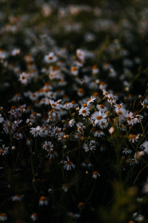 Flowers on Ground