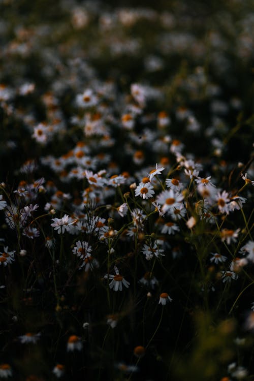 Foto profissional grátis de chão, fechar-se, flores