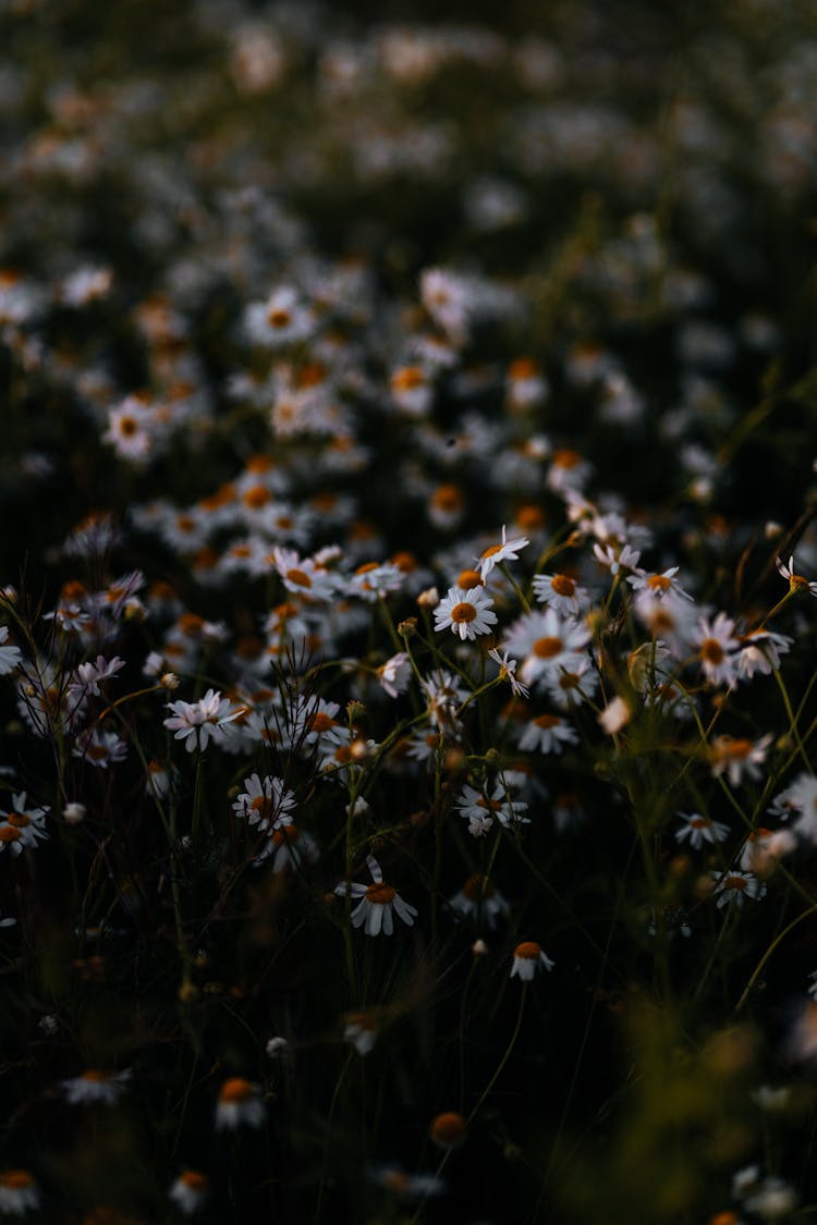 Flowers On Ground