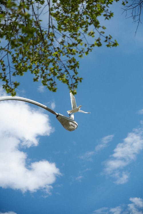Bird Flying over Street Lamp