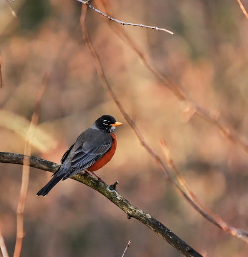 Robin bird on a branch
