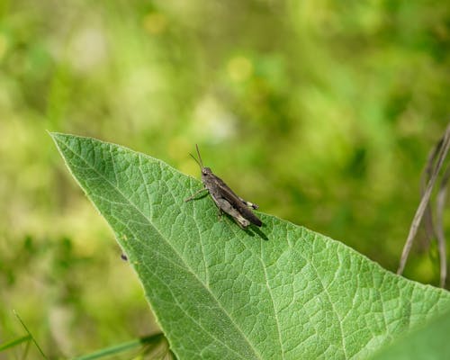 Darmowe zdjęcie z galerii z entomologia, konik polny, lato