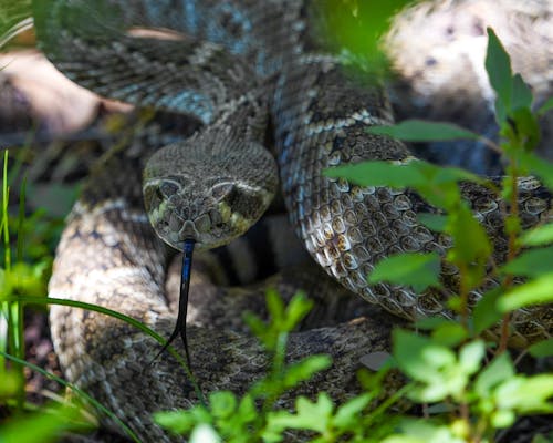 Close up of Snake