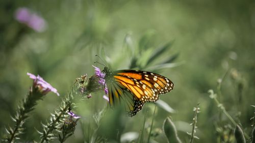 Δωρεάν στοκ φωτογραφιών με danaus plexippus, macro, tx Φωτογραφία από στοκ φωτογραφιών