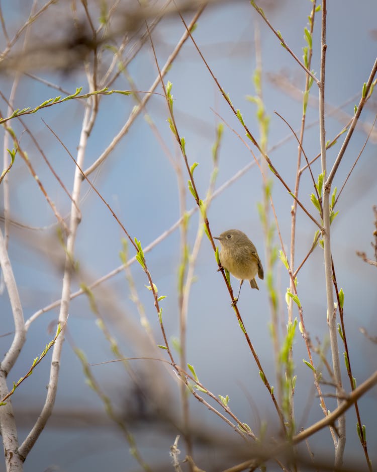 Close-up Of Bird Sitting On Tree Branch