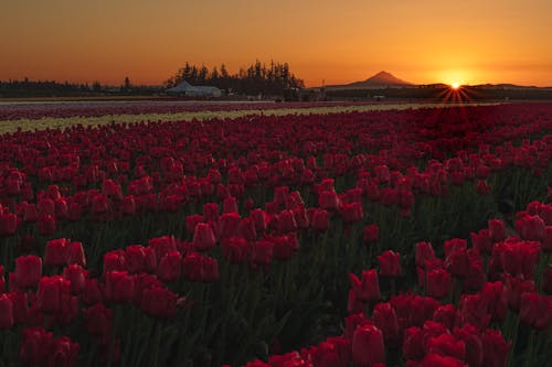 Field of Tulips at Sunset