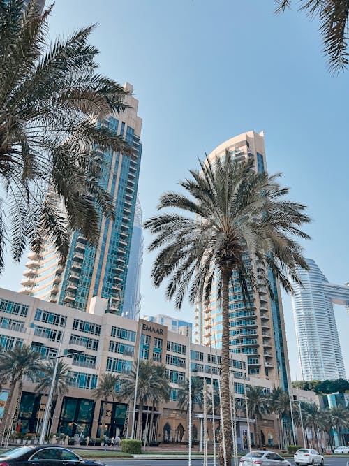 Skyscrapers behind Palm Trees