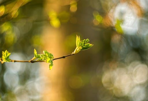 Close-up of fresh green leaves on a branch with blurred bokeh background, capturing spring essence.