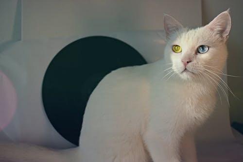 Short-coated White Cat