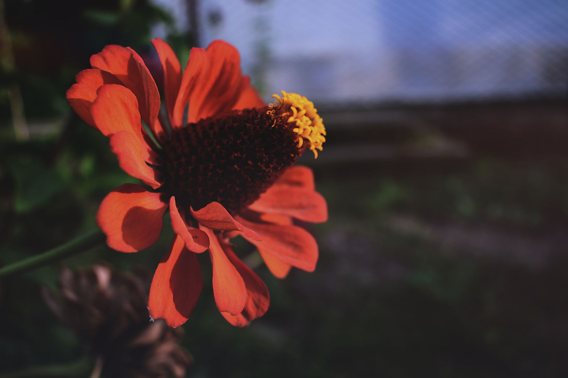 Close-up of a vibrant red zinnia flower blooming in a garden setting during the day.