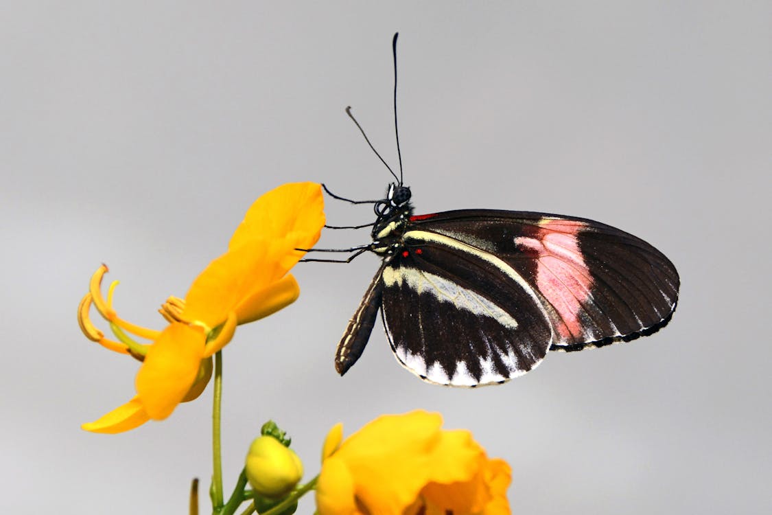 무료 노란색 꽃 꽃잎에 검은 분홍색과 흰색 나비 스톡 사진
